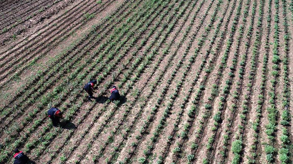 Kadınlar 121 dönüm araziyi aromatik bitkilerle tarıma kazandırdı