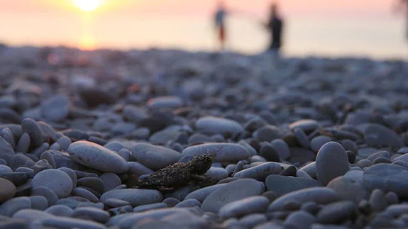 Yavru carettalar denizle buluştu
