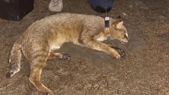 GPS takılan saz kedisi 'Latmus'un yaşayacak yer aradığı belirlendi