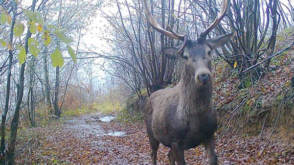 Ormanya'da yaban hayatı fotokapanlara yansıdı
