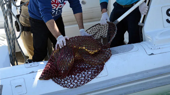 Yaralı Caretta Caretta İçin Seferberberlik