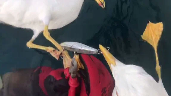 Oltaya Takılıp Ölümle Pençeleşen 2 Martıyı Dalgıçlar Kurtardı