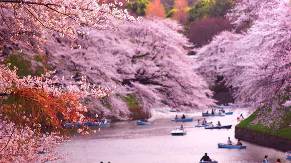 Japonya'da 'kiraz çiçeği' zamanı