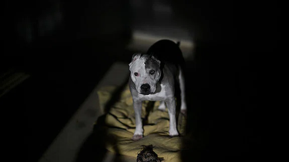 İspanya'da yüz binlercesi terk ediliyor ama sokakta sahipsiz köpek yok