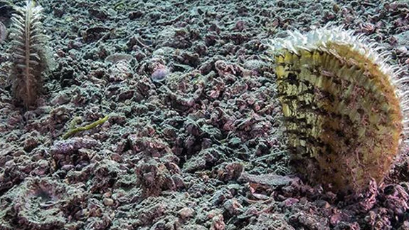 İklim değişikliği Akdeniz'deki toplu pina ölümlerini tetikledi