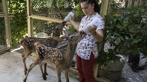Yaralı bulunan yavru "Bambi"ler tedavilerinin ardından doğaya salınacak