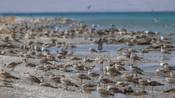 Besin azlığı ve aşırı sıcaklar nedeniyle Van Gölü havzasında martı ölümleri arttı
