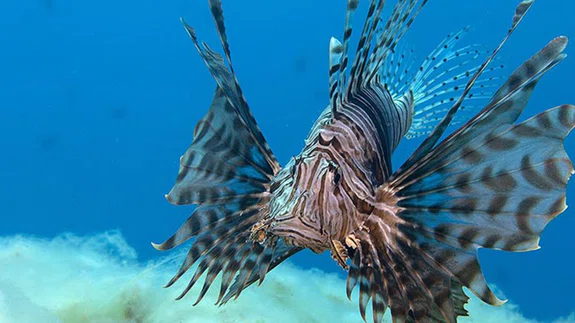 Aslan balığı Ege'de fotoğraf tutkunu dalgıçların kadrajına giriyor