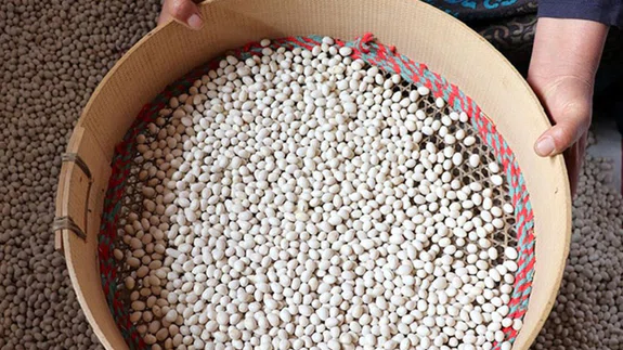 Kuru fasulyede Suşehri ve İspir arasında rekabet yaşanıyor