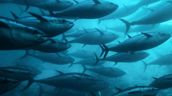 Marmara Denizi'ndeki baskı unsurları canlı türlerini tehdit ediyor