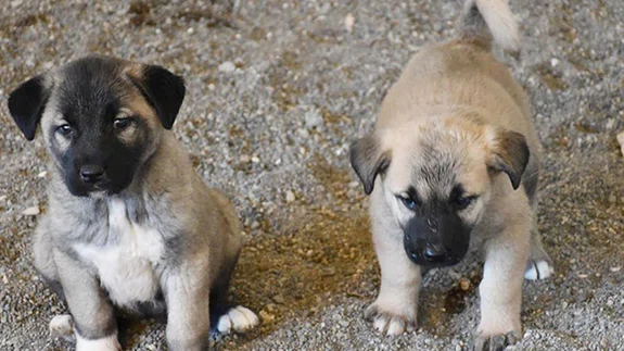Kangal köpeği merkezinde damızlık ve yavru hedefine ulaşıldı