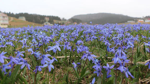 "Mor Yayla" Elbisesini Giydi