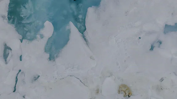 Kutup ayılarının eriyen dünyası "Kuzey Kutbu"