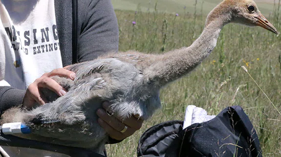 Nesli tehlike altındaki Anadolu dağ turnalarına uydu takibi