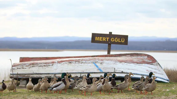 İğneada longozları yaban hayatına da zenginlik katıyor