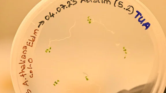 Türk bilim insanları uzayda bitki yetiştirecek