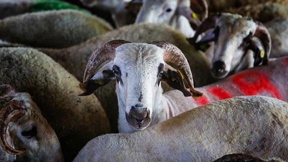 Vekaleten kurban kesim bedeli açıklandı