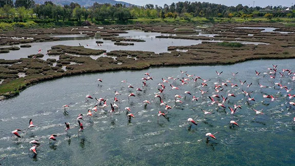 İzmir'deki Çakalburnu Lagünü ve kent ormanında ilkbahar güzelliği