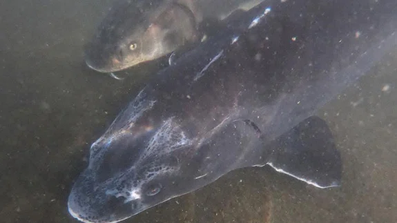 Nesli yok olma tehdidi altındaki Mersin balığı özel havuzlarda yetiştiriliyor