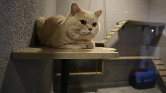 'Lüks Odalı' Kedi Oteline Bayramda Yoğun ilgi