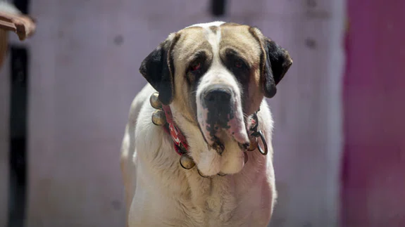 Çoban köpeği Aksaray malaklısı özenle yetiştiriliyor