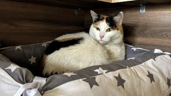 Sinop Hükümet Konağı'nın sevimli misafiri kedi "Pakize"