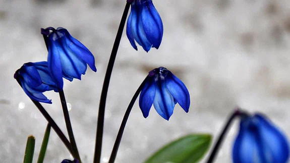 Karların erimeye başladığı Sarıkamış, canlanan doğasıyla cezbediyor