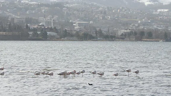 Kuş gözlemcilerinin gözde rotası: İzmit Körfezi Sulak Alanı