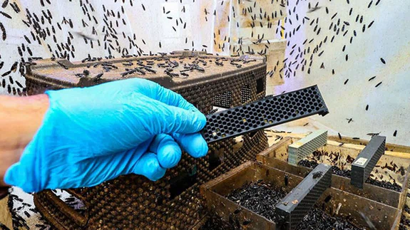 Türk bilim insanı "sinekten" kozmetik hammaddesi üretti