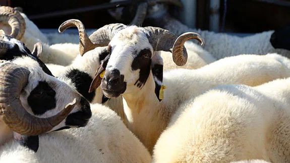 Vekalet yoluyla kurban kesim bedelleri açıklandı