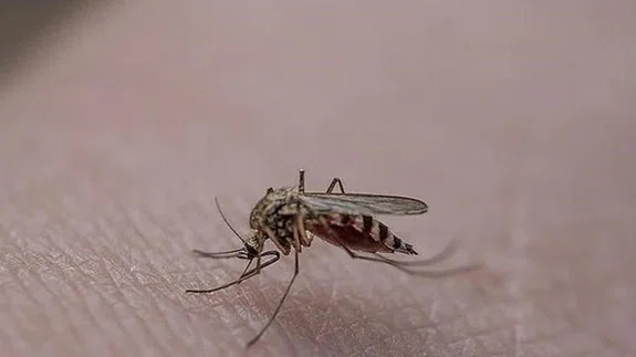 İstanbul'da sivrisinek yaraları nedeniyle hastanelere başvurular artıyor