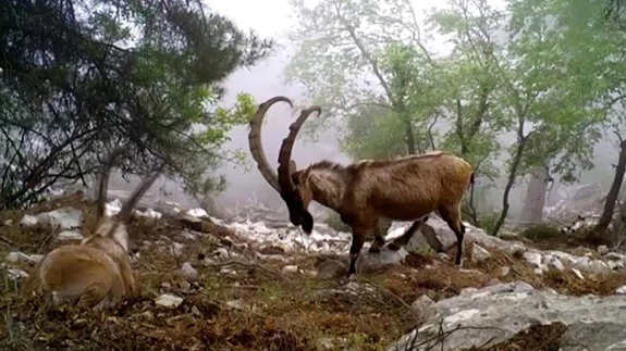 Antalya'daki yaban keçilerinin boynuz mücadelesi fotokapanlara yansıdı