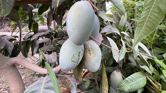 Alanya'da mango üretim alanı 2 yılda 2 kat arttı