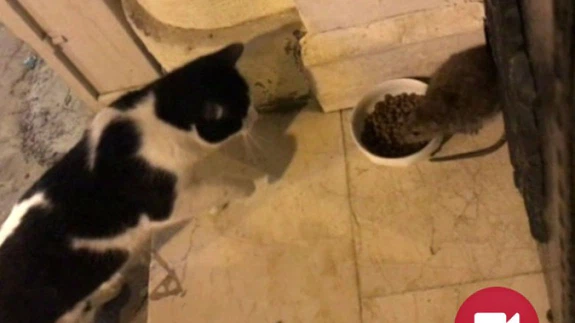 Kedi Maması Yiyor,İnsanlardan Da Kaçmıyor