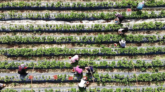 'Vali Hanım çileği' kadınlara ekmek kapısı oldu