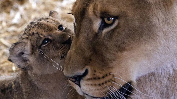 Ankara'daki yırtıcı hayvan parkında 3 aslan yavrusu dünyaya geldi
