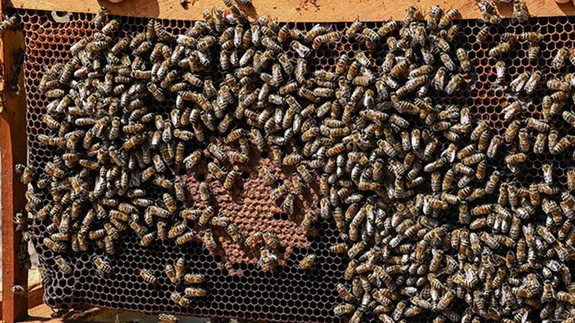 Yaban arılarının azalması tarım zararlılarının çoğalmasına neden olabilir