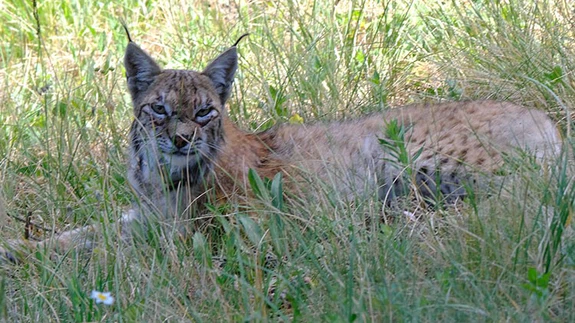Gece avlanıp gündüz dinlenen vaşak 'Dorlion', 11 ayda 1400 kilometre yürüdü