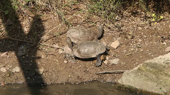 Yatağı değiştirilen deredeki yüzlerce su kaplumbağası gölete taşındı