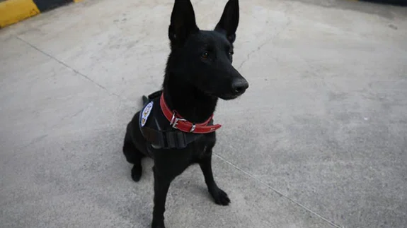 Narkotik dedektör köpeği 'Arven'e uyuşturucu zulası dayanmıyor