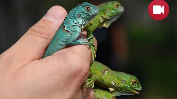 16 İguana Yavrusuna Büyük İlgi