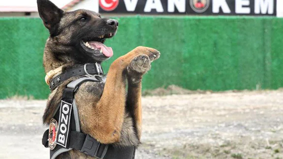 Narkotik köpeği 'Bozu' uyuşturucuya geçit vermiyor