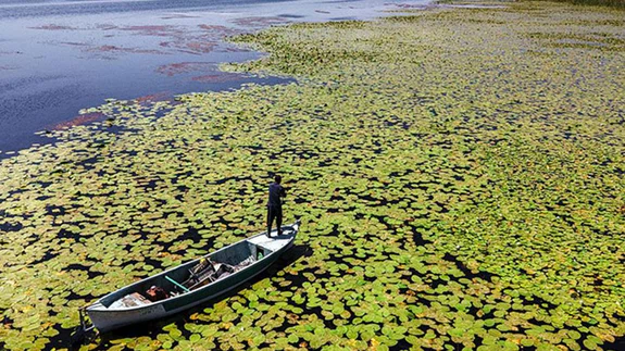Beyşehir Gölü'ndeki nilüferler bölgenin cazibesini artırdı