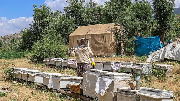 Vanlı kadın çiftçi devlet desteğiyle arıcılığı meslek edindi