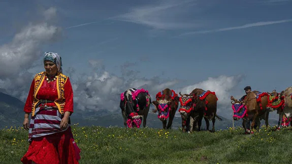 Karadeniz'de yaylacıların göç yolculuğu başladı