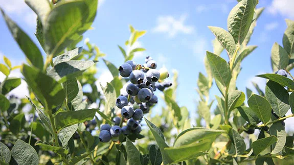 Istranca Dağları eteklerinde yetiştirilen yaban mersininde hasat başladı