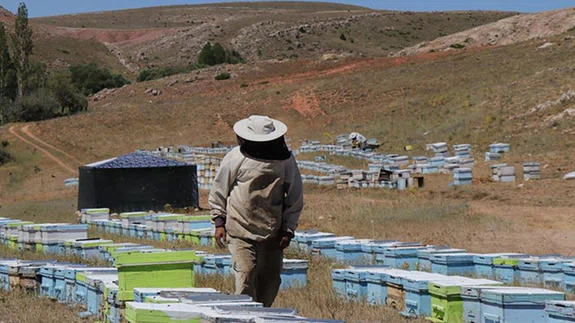 Gezgin arıcı "en iyi bal" için kovanlarıyla il il dolaşıyor