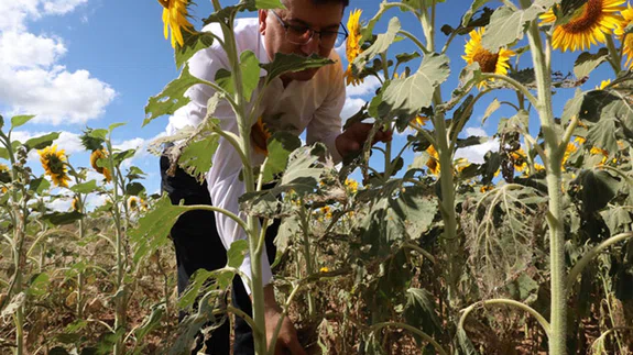 Trakya'da çayır tırtılı görülen ayçiçeği ekili alanlar büyük oranda ilaçlandı