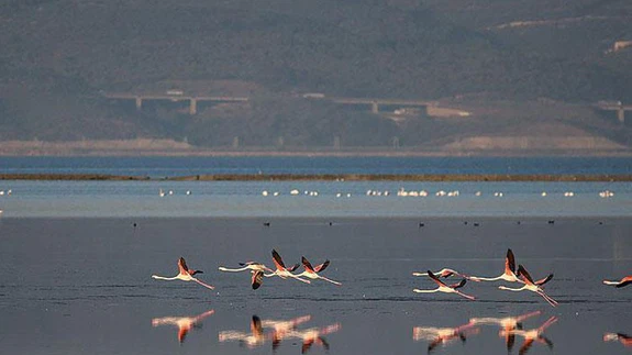 'Kuş oteli'ni dünya izleyebilecek