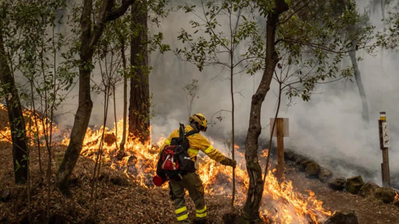 İklim değişikliği Türkiye'nin kuzey bölgelerinde orman yangını riskini artırıyor